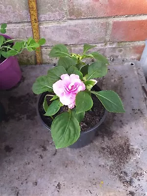 Double Busy Lizzie Walleriana Impatiens In 13cm Pot Approx. Pink • £3.19