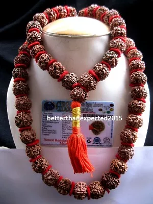 5 Mukhi Rudraksha 5 Face Rudraksh 20 Mm Nepal Bead Kantha Mala LAB CERTIFIED • $24.90