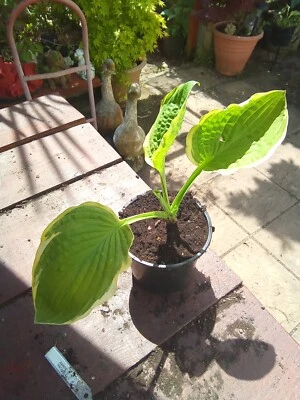 £3.50 • Buy Hosta Randy Rachel