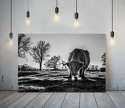 £19.99 • Buy Highland Cow 3- Deep Framed Canvas Wall Art Picture Print-black And White Animal