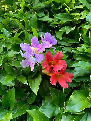 2 Trumpet Vine Combo: Organic Live USA Scarlet And Violet Trumpet Vine Cuttings • $26.95