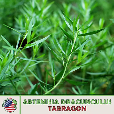 Tarragon Seeds Artemisia Dracunculus Culinary Medicinal Non-GMO Genuine USA • $3.25