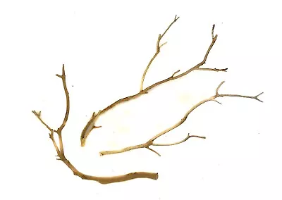 Aquarium Manzanita Branchy Driftwood 3 Piece Set WYSIWYG 11  - 14  • $25.95