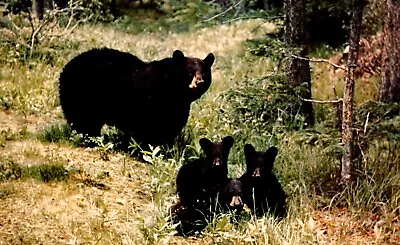 Postcard Black Bears Greetings From Moosehead Lake Maine • $5.09