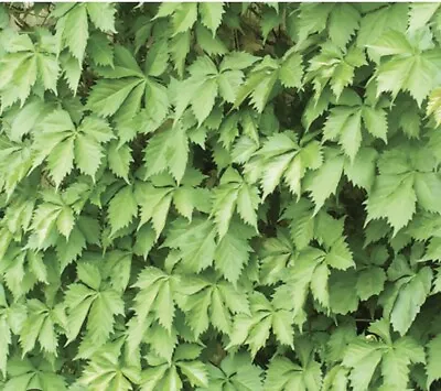 10 Virginia Creeper Vine Parthenocissus Bare Root Perennial Plants ￼trelli￼s • $13.49