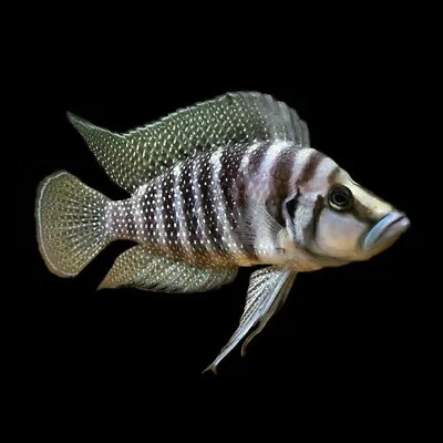 Black Pearl Calvus | Male & Female | Altolamprologus Calvus | Tanganyika Cichlid • £39.22