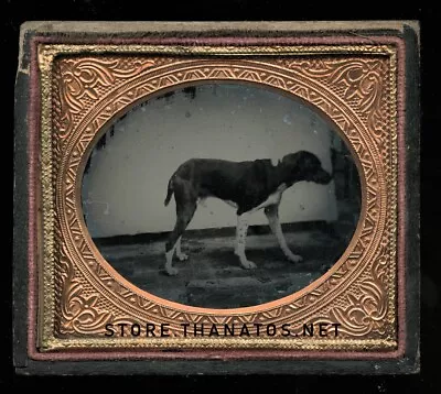 1/6 Plate Ambrotype Photo Of A Standing Dog - Great Antique Image Late 1850s! • $669.80