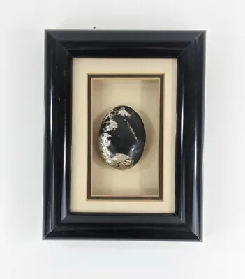 Framed Abalone Shell Wall Art 8.5 X6.5  • $19.99