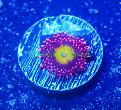 Cornbred's Omega Paly - Frag - LIVE CORAL • $0.99