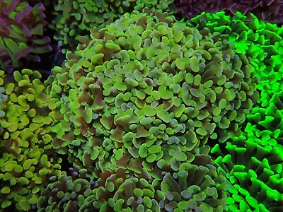 Gold Hammer Coral Single Head Marine Aquarium LPs Hard Coral • £20