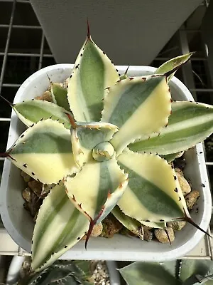 Agave Kissho Kan White SECTORIAL  In 12 Cm Pot  Well Established Plant • $50