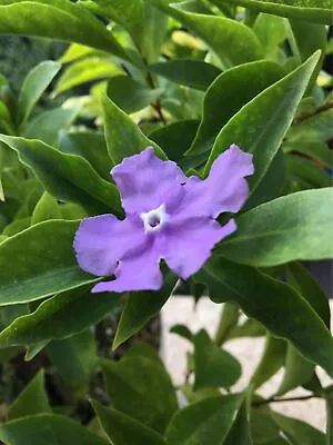 40 Purple Jasmine Seeds Jasminum Jasmine Flower • £2.99