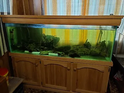 Fish Tank With Pine Cupboard 6ft With All Accessories At A Great Price • $1300