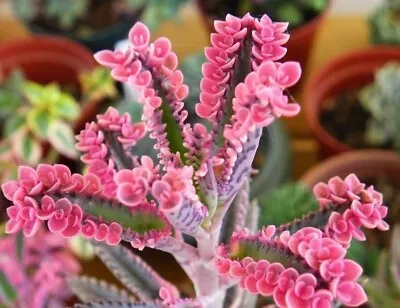 Kalanchoe 'Pink Butterflies X 5 Plantlets - Pups • £5.99