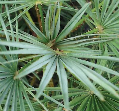 Chamaerops Humilis Var. SEEDS Cerifera - Moroccan Blue Mediter Blue Dwarf Palm • £8.48