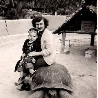 1952 BW Photo Galapagos Tortoise Zoo Mom And Son Boy Sitting On Back Snapshot • $8.97