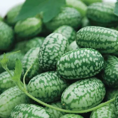 Mexican Sour Gherkin Cucumber Seeds - Cucamelon - Mouse Melon | 25 Seeds | 1060 • $2.89