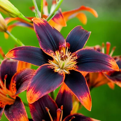 LILIUM Forever Susan BULBS PERENNIAL GARDEN SUMMER FLOWERING PLANT Size 10cm • £9.99