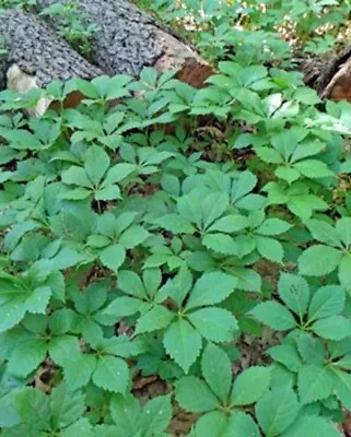 Virginia Quinquefolia Creeper Parthenocissus Ground Cover Perennial 10 Bare Root • $12.95