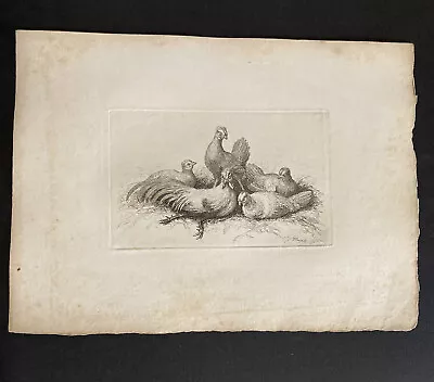 £9.99 • Buy Etching By Samuel Howitt BIRDS
