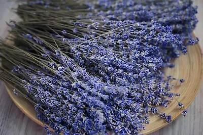 50+ Munstead Lavender Seeds Herb Seeds • $2.95