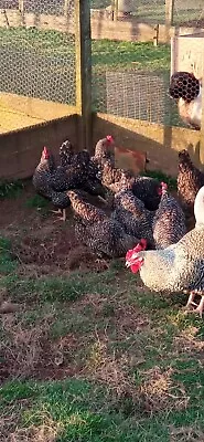 6 Exhibition Quality Cuckoo Marans LF Hatching Eggs  A&J Poultry • £17.99