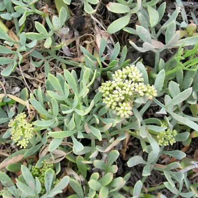 100 ROCK SAMPHIRE Seeds (Crithmum Maritmum) Annual Herb Flowering Succulent • $8.95