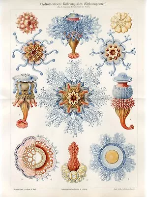 1898 JELLYFISH MEDUSA HYDROZOA Antique Chromolithograph Print Ernst Haeckel • $9.99