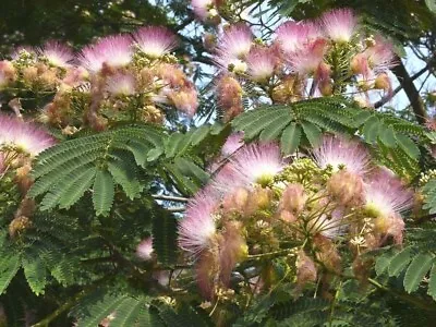 20 MIMOSA TREE SEEDS  - Albizia Julibrissin -  Very Fast Growing Tree • £4.02
