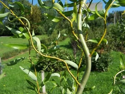 3 Litre Salix Babylonica 'Tortuosa' Dragons Claw Willow  • £12.50