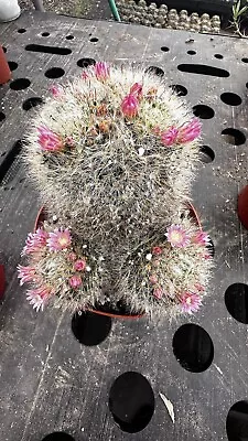 Mammillaria Bocasana Clumping Powder Puff Cactus Flowering Cluster • $65.50