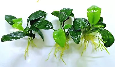 £7.49 • Buy 3x Anubias Nana Petite Live Aquarium Aquatic Plants Ideal On Wood Aqua Scaping 