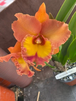 $45 • Buy First Flowering Catleya Plant . Rlc. Mem Buranpan Nikom