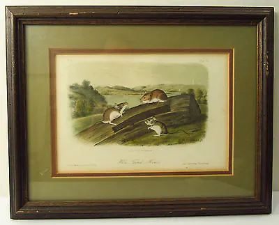 J.J. AUDUBON / J.T. BOWEN - 1850s ROYAL OCTAVO PRINT -  WHITE FOOTED  MOUSE - XL • $78.75