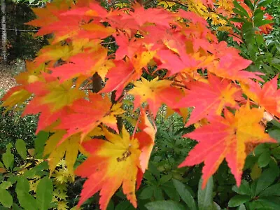 Korean Maple Acer Pseudosieboldianum Tree Seeds (Showy Fall Color Fast) • $6