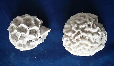 $12 • Buy Lot Of 2 Small Natural Dried Genuine Brain Coral 2.5  And 2  Vintage 1970s