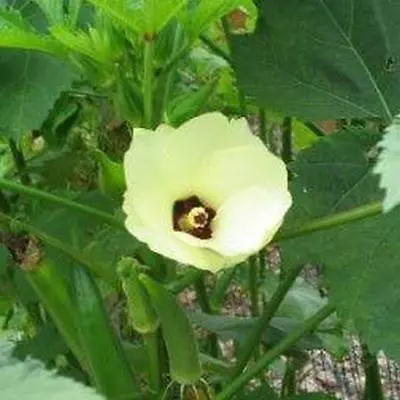 OKRA EMERALD 15 Seeds Vegetable Garden • $2.75