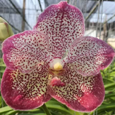 Vanda Hybrid ( Flask - 40 Plants Minimum) - V.(Pronpimol X Dr.Anek) • $78