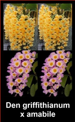 $70 • Buy OoN Dendrobium Griffithianum X Amabile Orchid (Indian Dens) 100mmPot