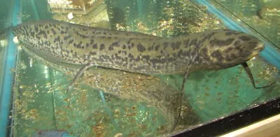 12 + African Lungfish Live Freshwater Aquarium Fish • $99.99