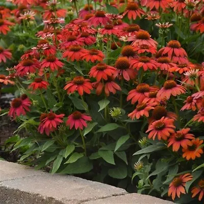 Echinacea Red Ombre .. Seeds. • £2.75