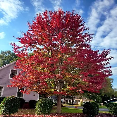 $6.95 • Buy 10 Red Japanese Maple Tree Seeds Palmatum Atropurpureum Cold Hardy Bonsai Plant