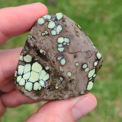 Natural Star Fox Variscite Rough Nevada 38.9 Grams • $78