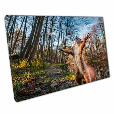 Funny Red Squirrel Standing Tall Forest Woodland Nature Photography Print Canvas • £9.70