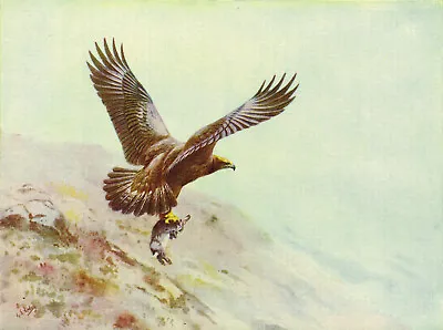 £2.29 • Buy Golden Eagle Vintage Bird Picture Old Print Lodge C1930 BB#145
