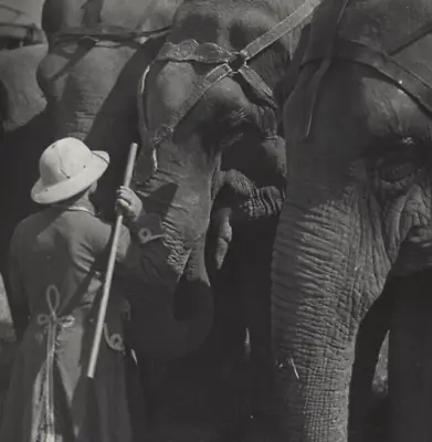 $7.37 • Buy Vintage 8  X 10  Black & White Photo Circus Elephants & Trainer In Costume