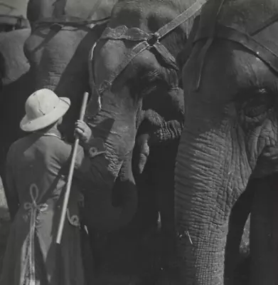 Vintage 8  X 10  Black & White Photo Circus Elephants & Trainer In Costume • $6.72