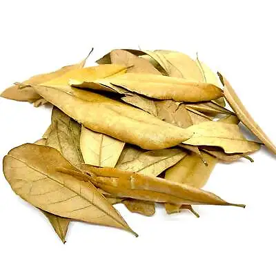 Live Oak Leaves For Hermit Crabs - Leaf Litter - Bioactive Terrarium • $12.99