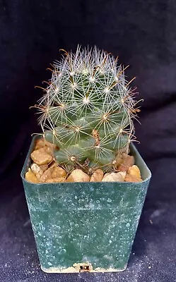 Mammillaria Boolii Cactus Plant • $9.99