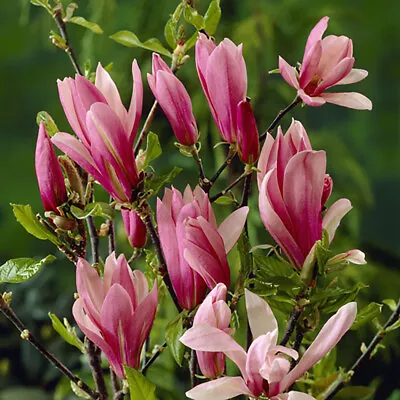 Magnolia 'Susan' 9cm • £11.99